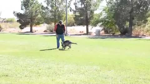 DAVID RIVISTO IPO OBEDIENCE PROGRAM IV
