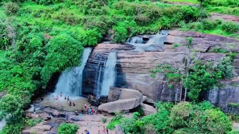 Nature's Serenity: Forests and Wildlife Wonders