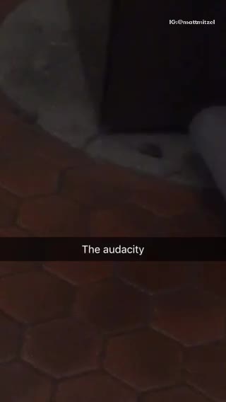 The audacity mice walks in front of trash can