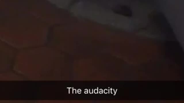 The audacity mice walks in front of trash can
