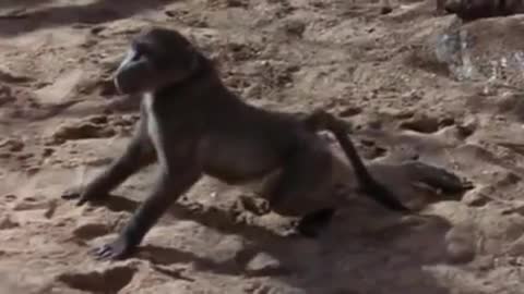 African Animals Getting Drunk From Ripe Marula Fruit