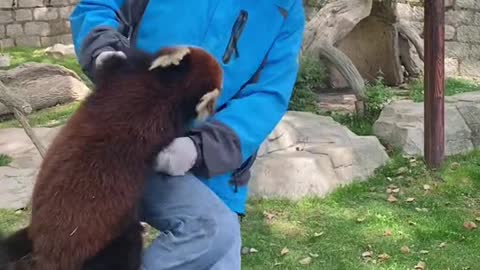 The red panda