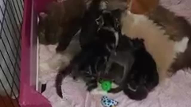 Funny cat chat 🐱