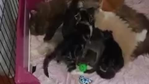 Funny cat chat 🐱