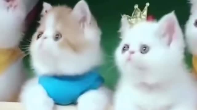 Cute Pets And Funny Animals Compilation #shorts 2021 June