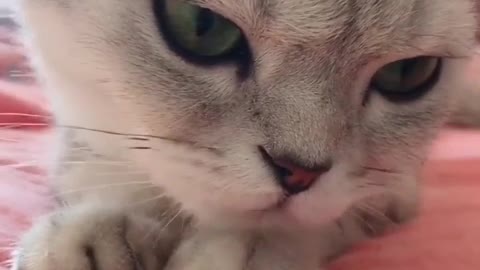 a serious cat