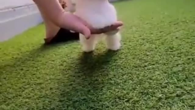 Cute Baby Dog Playing Videos 2021