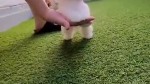 Cute Baby Dog Playing Videos 2021