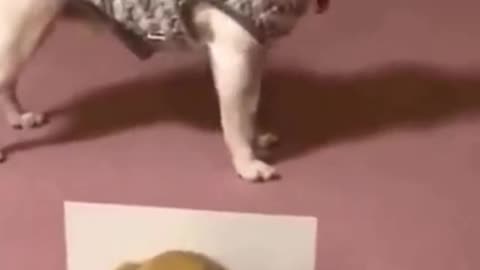 dogs compilation