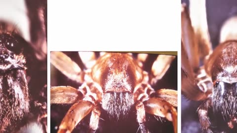 Most Amazing Top 10 Animals That DONT Need Eyes