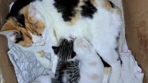 Mother gives milk to her kittens. I petted the mother cat and her baby kittens