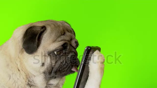 Funny pug dog looking at phone,