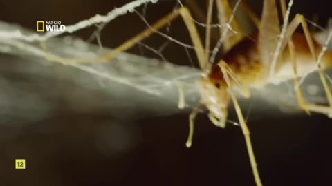 El misterio de la araña de cueva gigante - Documental