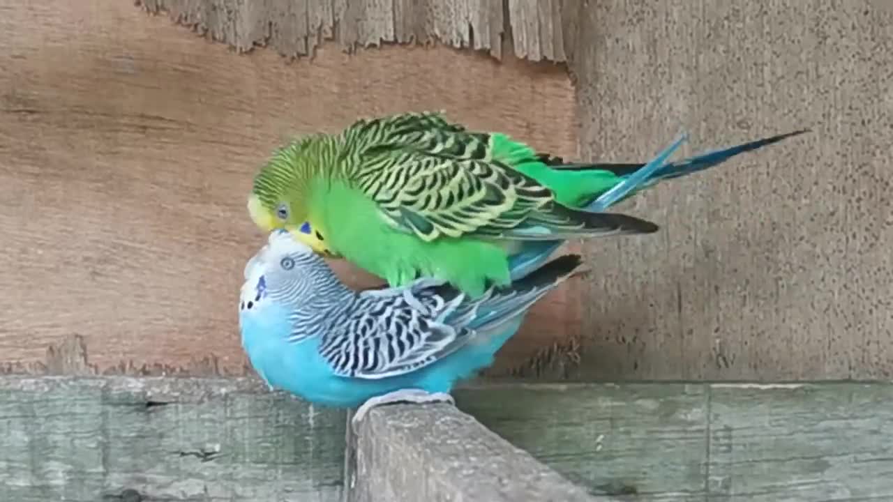 The process of sexual mating of beautiful budgies