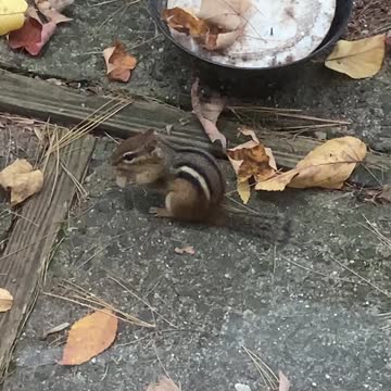 Suburban Chipmunk