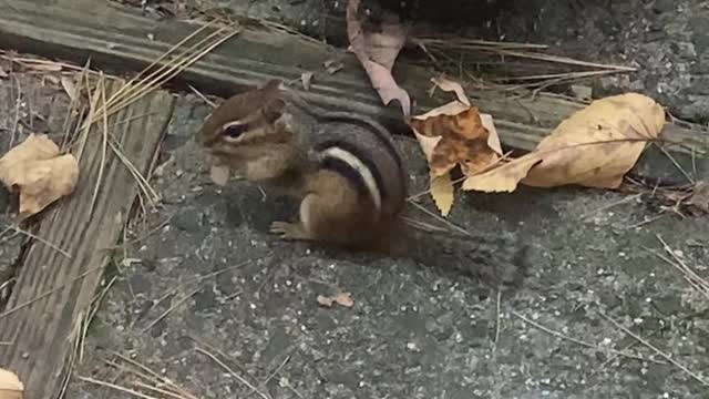 Suburban Chipmunk