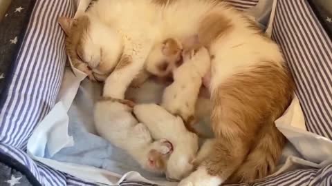 Cat cubs