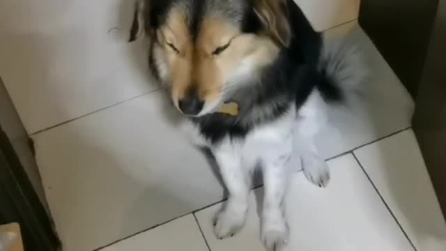 Watch this sleepy border shepherd standing guard part 2