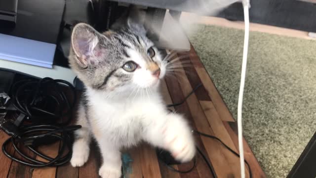 Black and White cute cat playing with a plastic tape