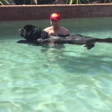 Owner teaches giant Newfoundland how to swim