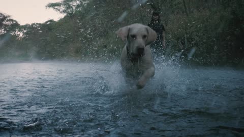 Dog and owner playing with a ball in a creek