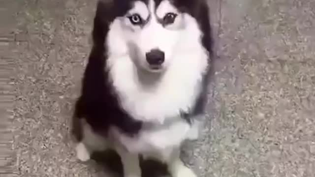 Funny And Cute Husky Puppies Compilation