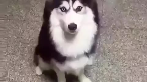 Funny And Cute Husky Puppies Compilation