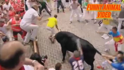 Funny animal video of bull 🐂🤣