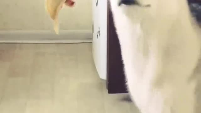 This puppy loves eating bananas