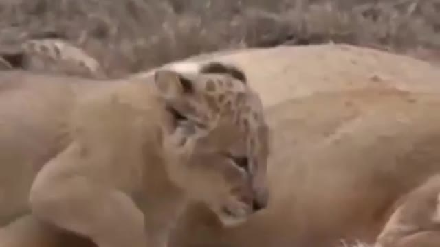 South africa forest lion with her baby lion🦁