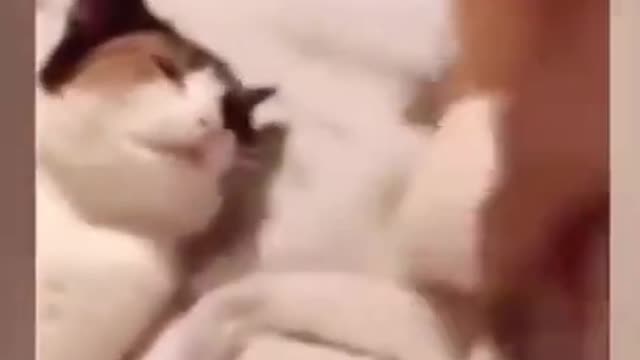 Cute and Funny Cat Videos to Keep You Smiling!😻 2021 viral video ####