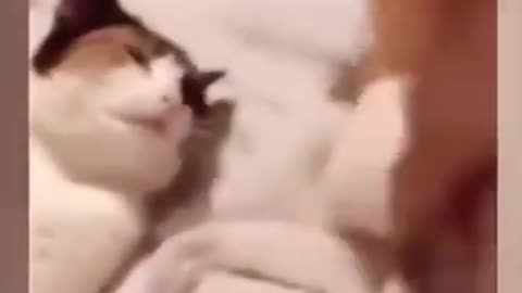 Cute and Funny Cat Videos to Keep You Smiling!😻 2021 viral video ####
