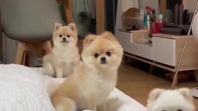 Dogs_Sitting_in_Line___Ultimate_Dog_Compilation_