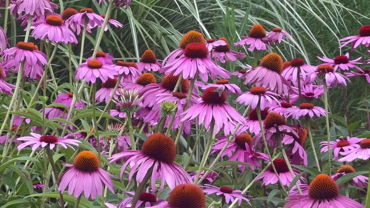 Bumblebees pollinating flowers at James Gardens Toronto