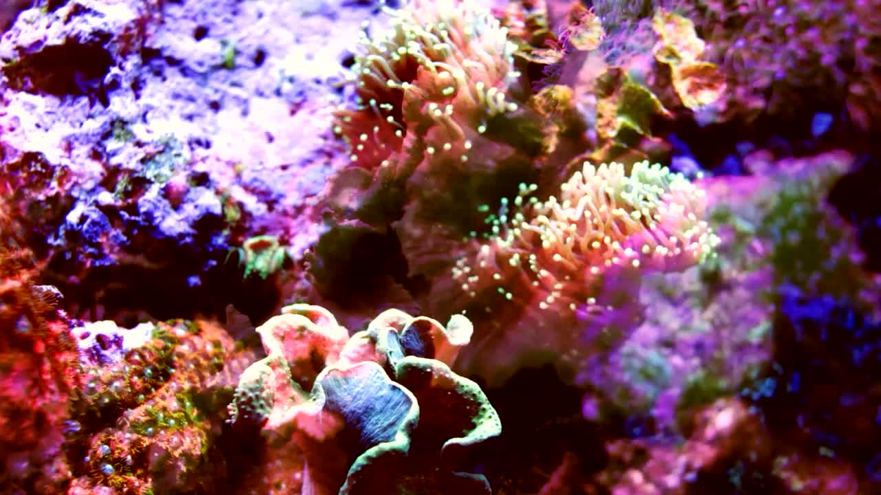 multicolored coral shot with fish projections