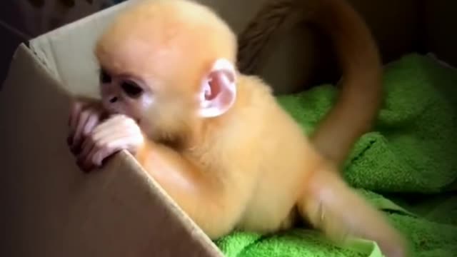 A baby monkey, a Javan langur, cries