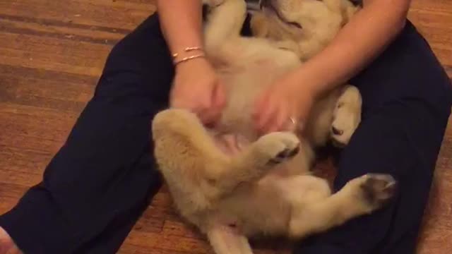 Golden retriever puppy lies on back and shakes legs while tummy is scratched