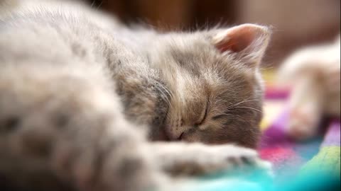 Feline Serenity: Relaxing Moments with Adorable Cat Breeds No.3