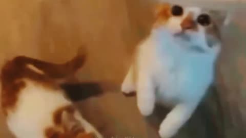 Funniest Cats And Dogs Videos 😂 Funny Animal videos 2024