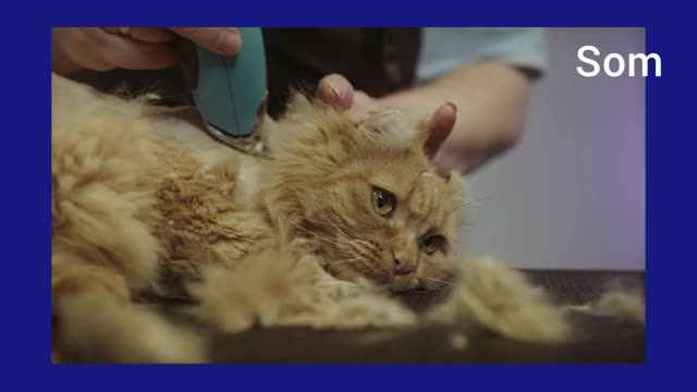 Cat removing hair