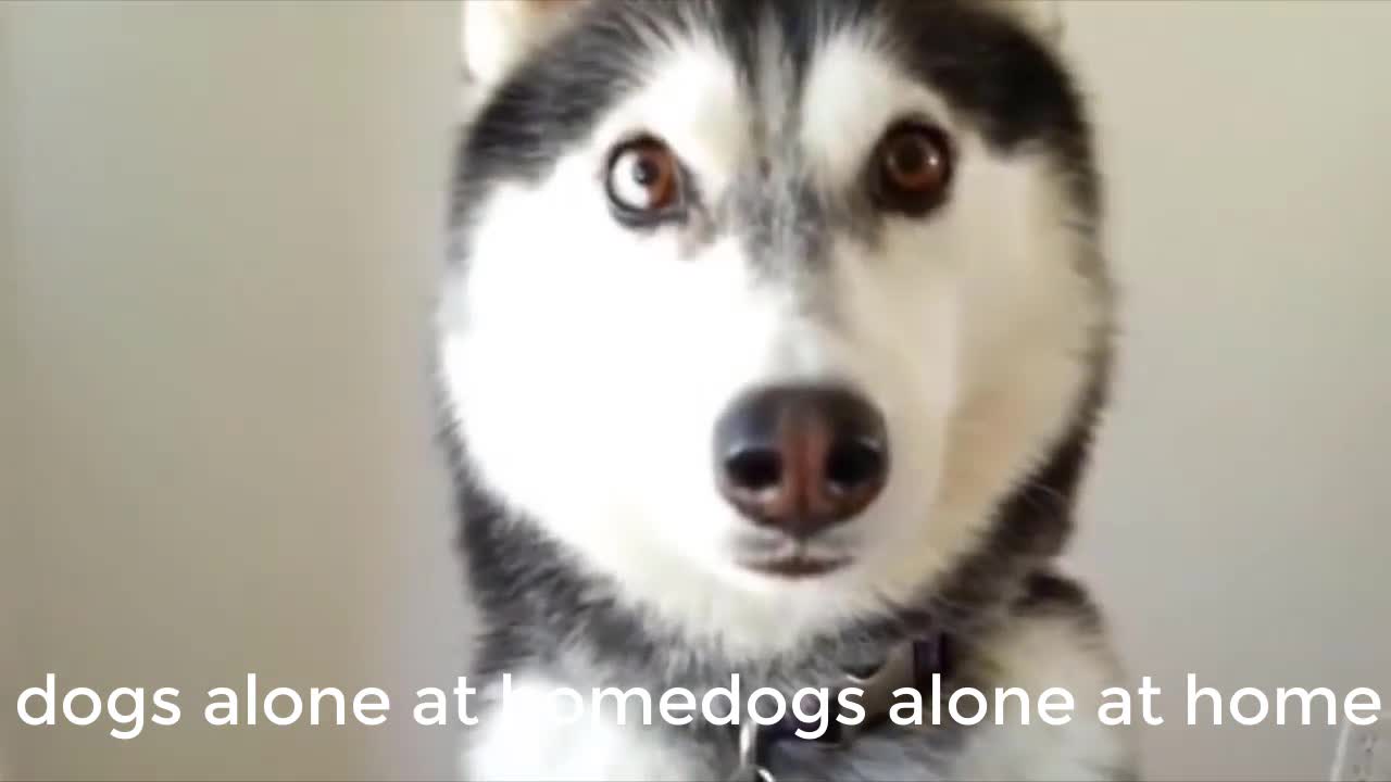 DOGS AT HOME ALONE