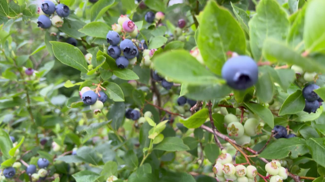 Blueberry Plants