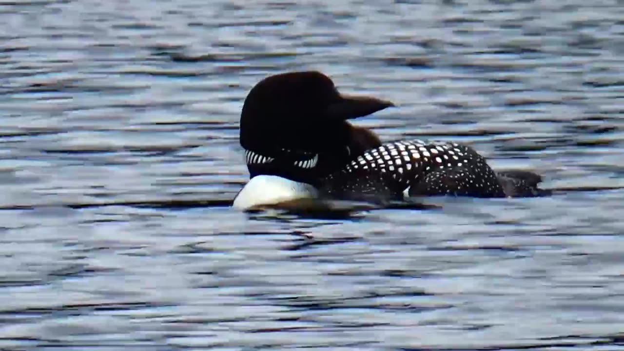 Loon with Chick