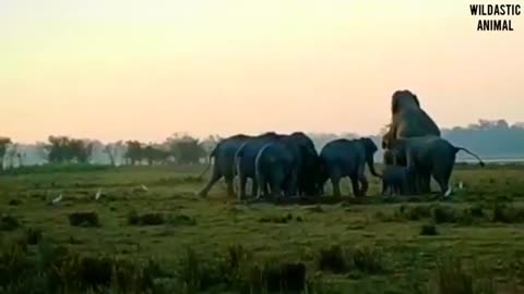 Elephant meetings