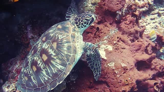 Turtle Underwater