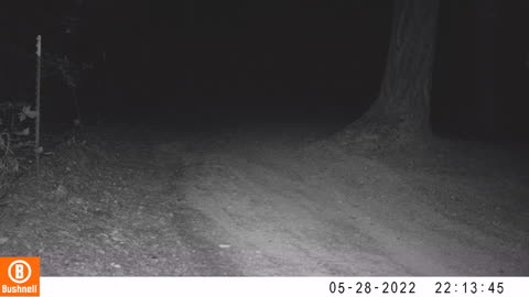 Other camera bobcat