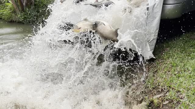 Man Slips and Falls While Stocking Pond With Fish