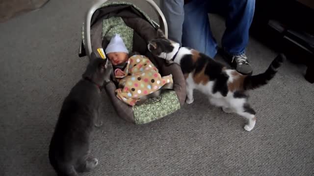 BABY MEETING CATS FOR THE FIRST TIME(NEW COMPILATION)