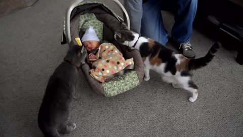 BABY MEETING CATS FOR THE FIRST TIME(NEW COMPILATION)