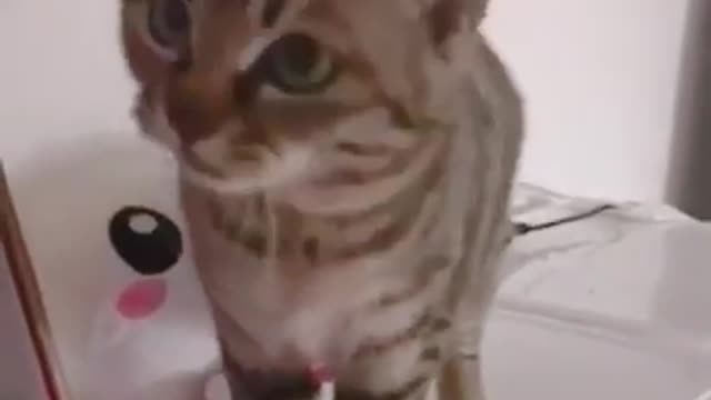 Angry cats compilation 🐱 - angry cat funny videos